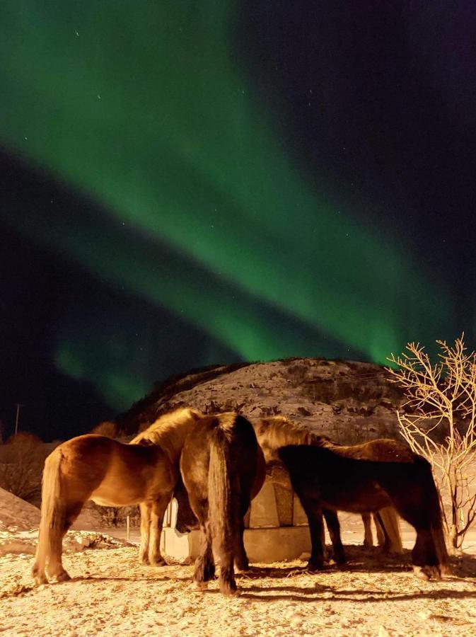 Storjord Farmstay Ranchhouse Kvaloya Zewnętrze zdjęcie